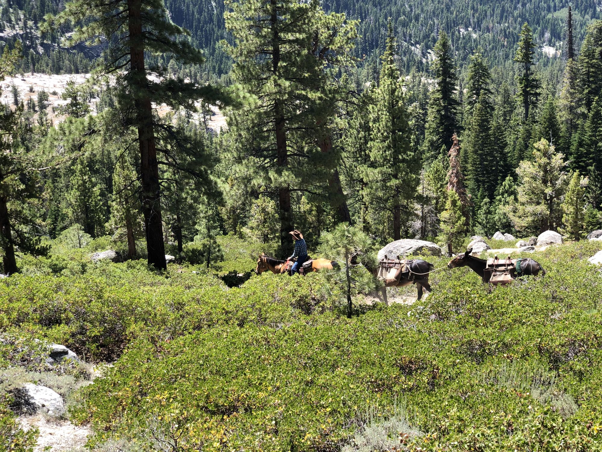 I got stuck behind a mule train.