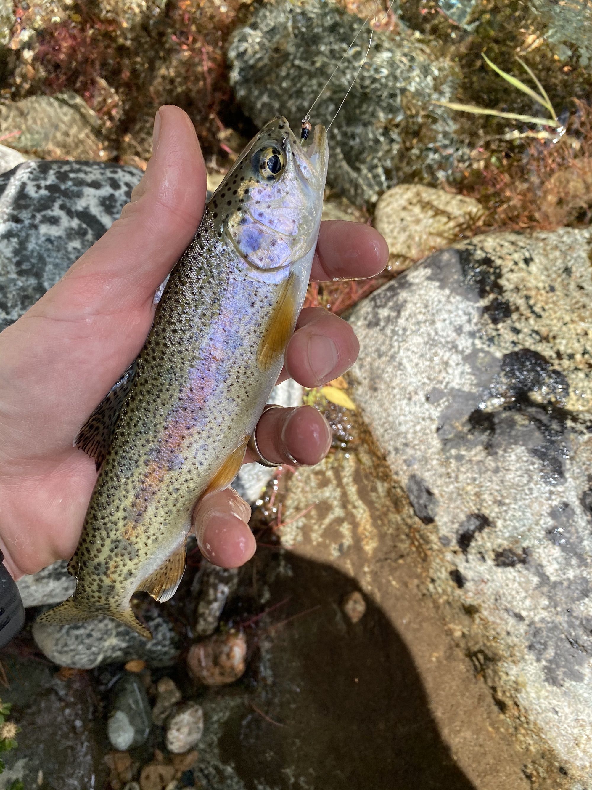 A small rainbow trout