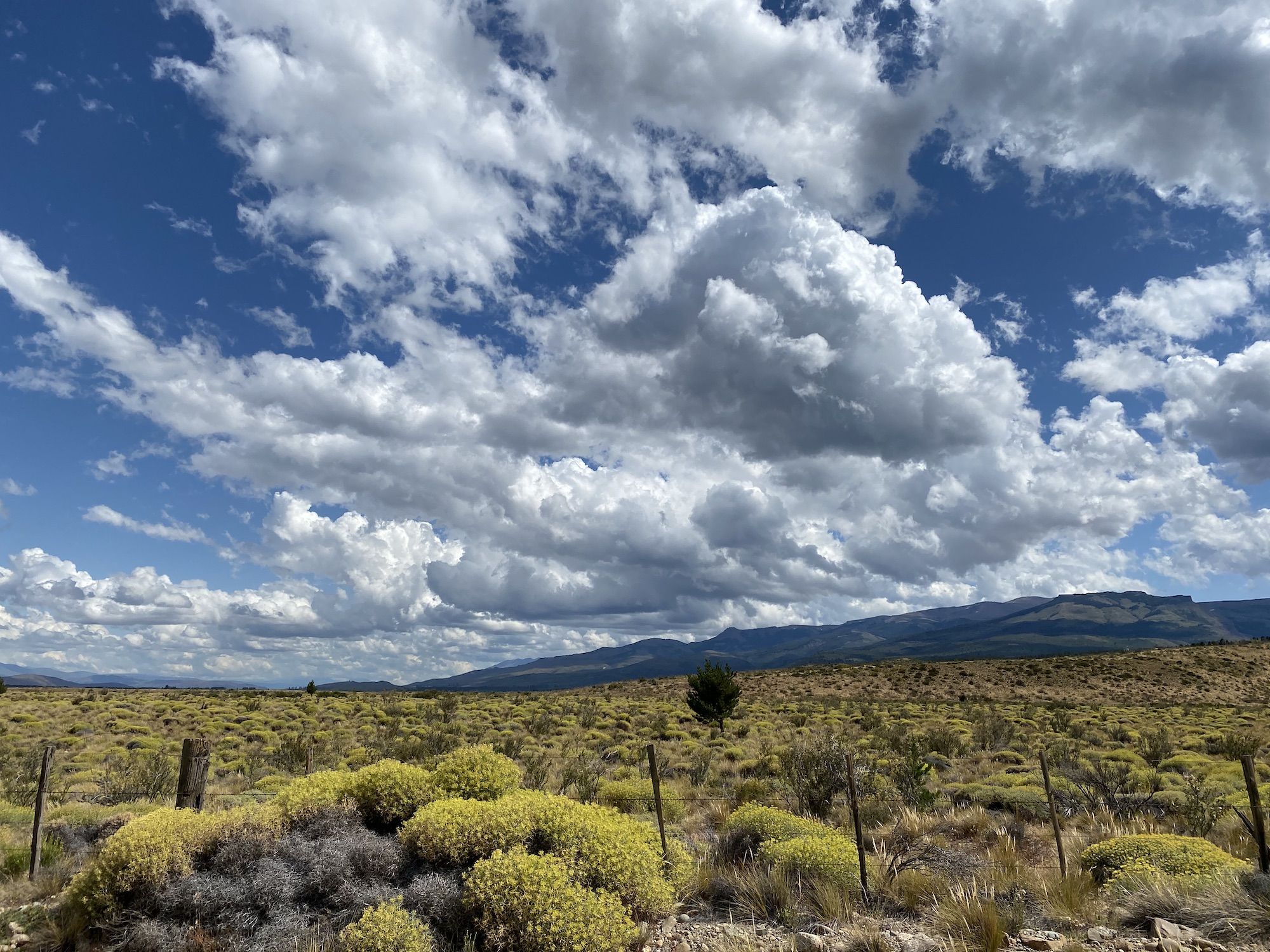 Patagonian desert landscape with low brush. 