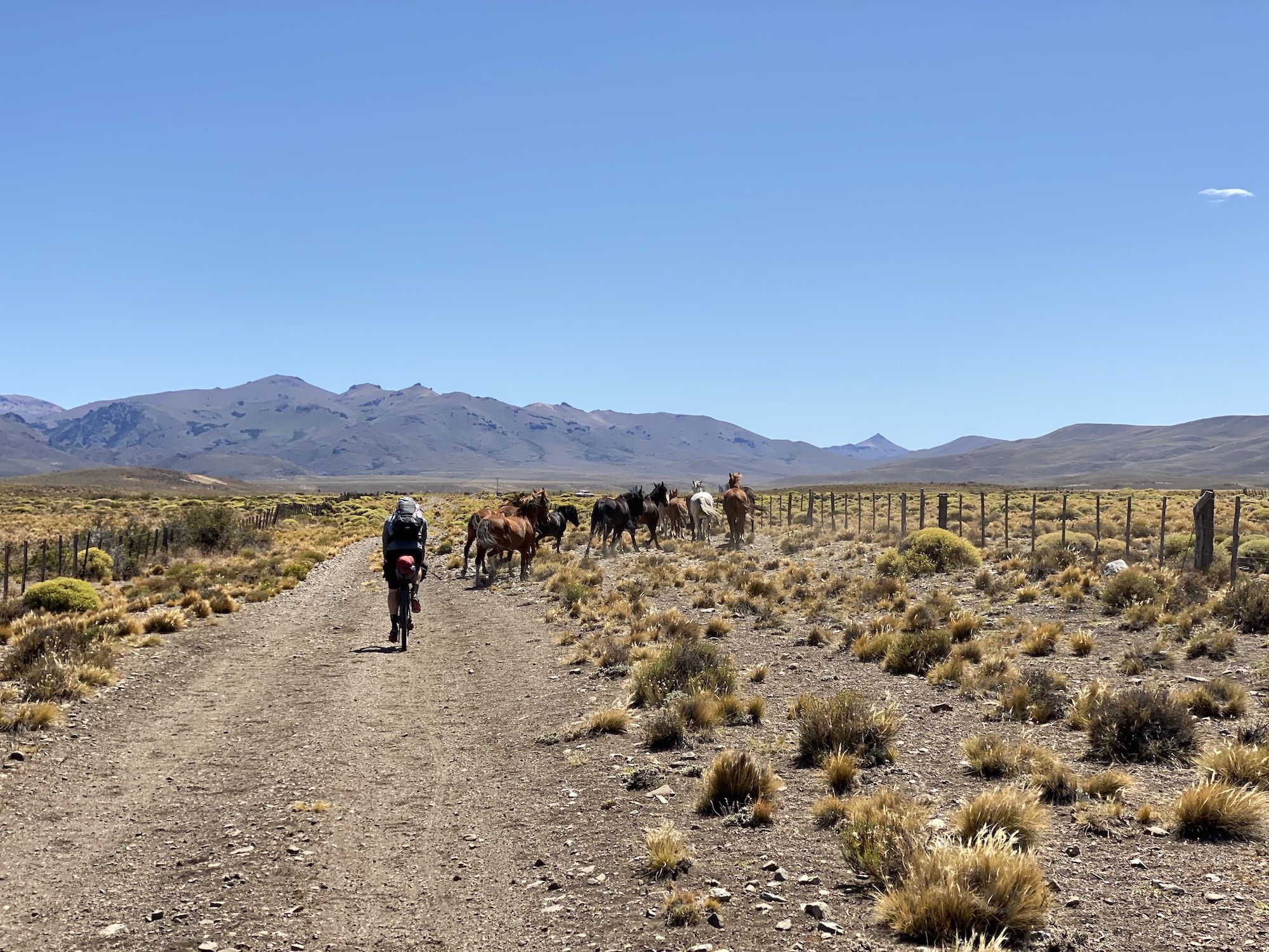 Man riding a bike behind a herd of horses in Patagonia