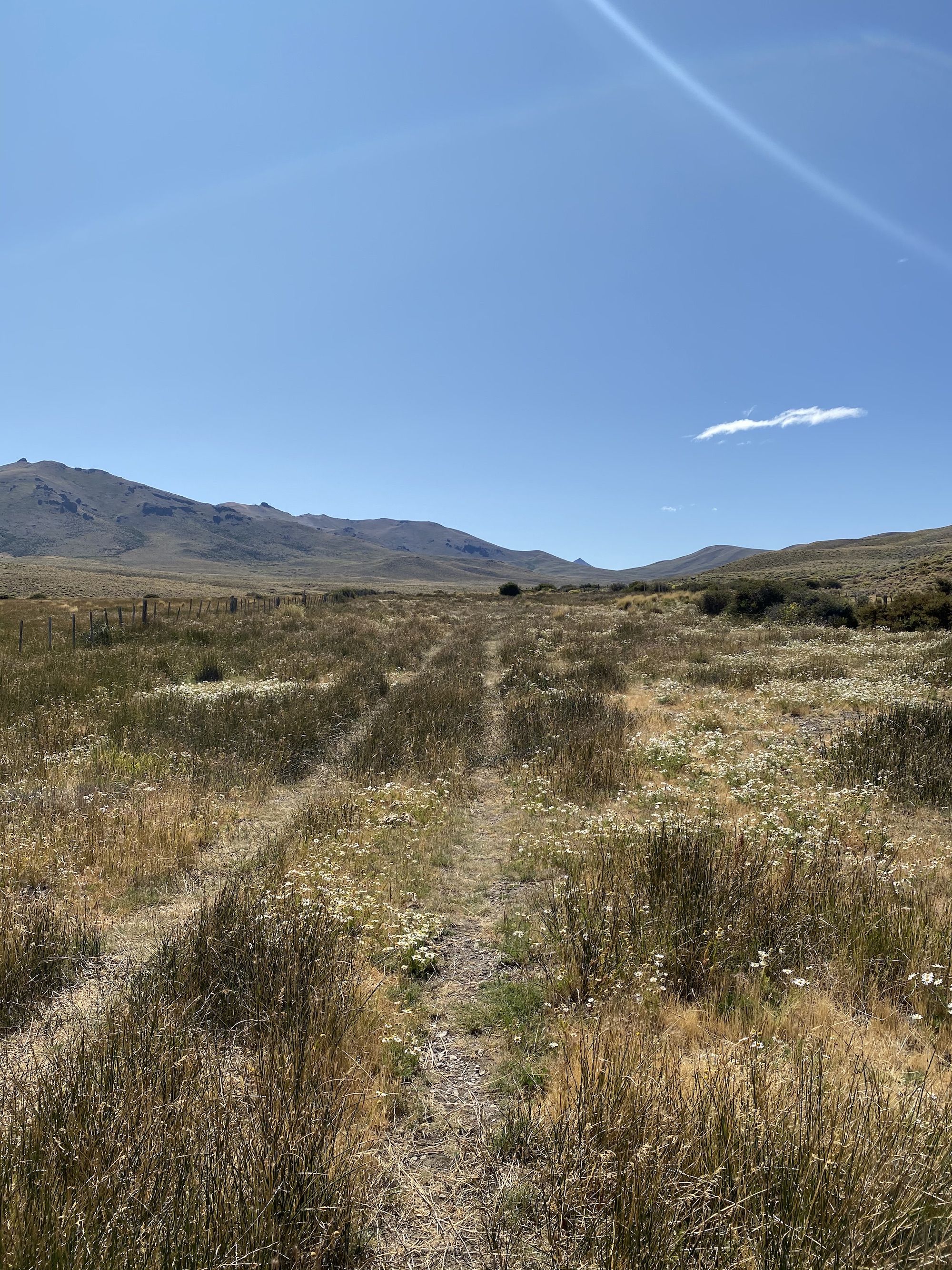 Tire tracks through tall grass