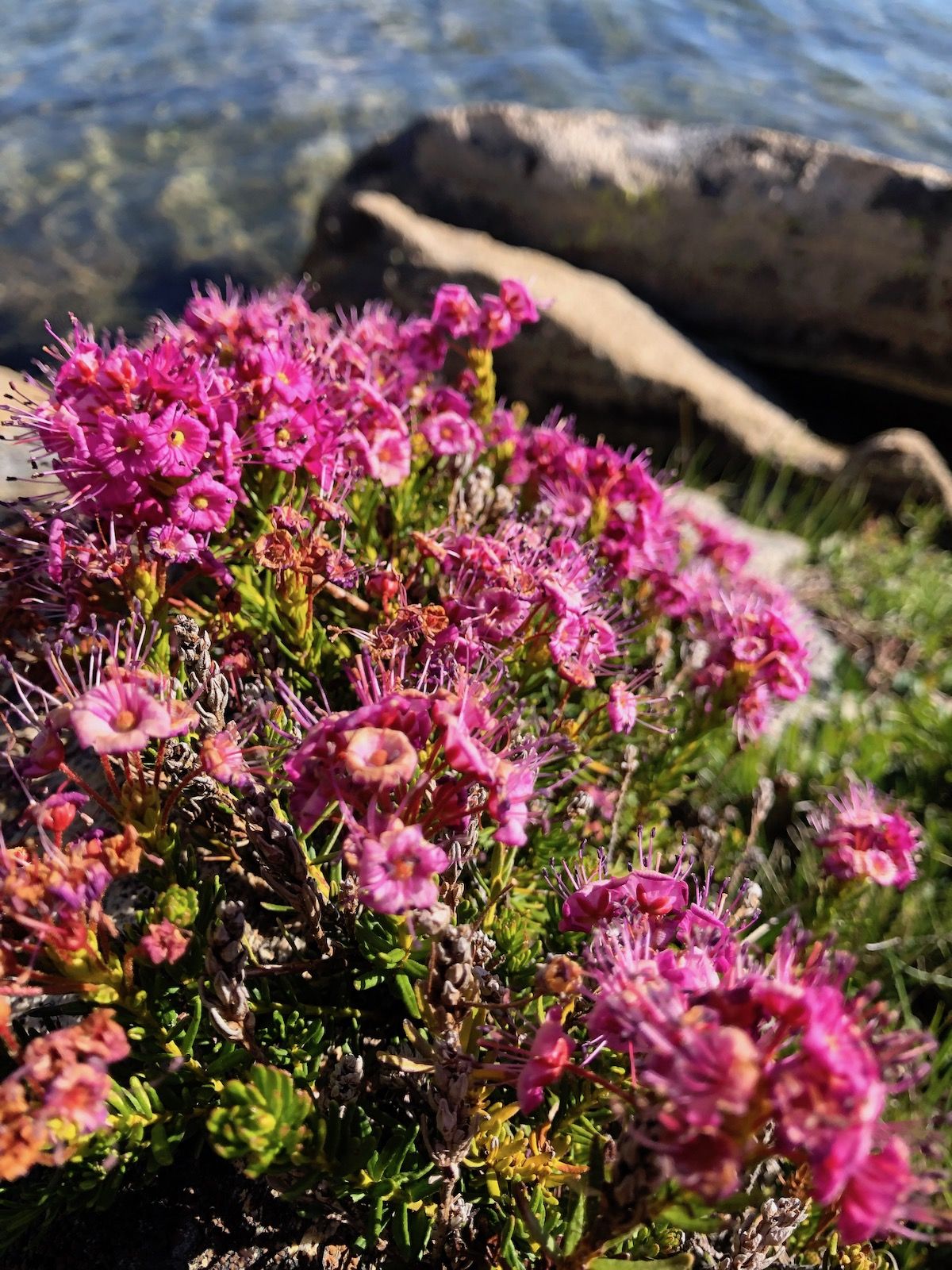 Purple Wildflowers.