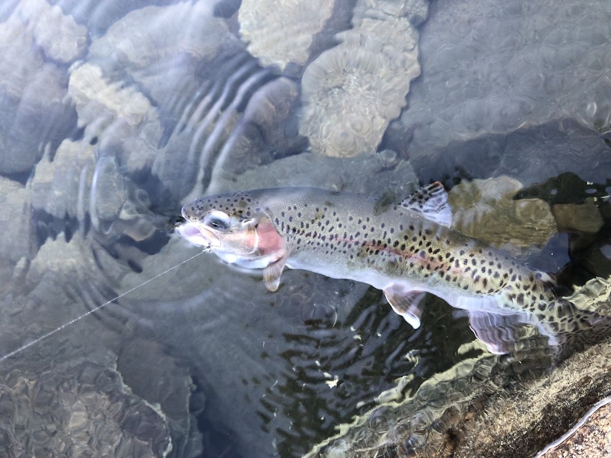A rainbow trout on a dry fly in Virginia Lake.