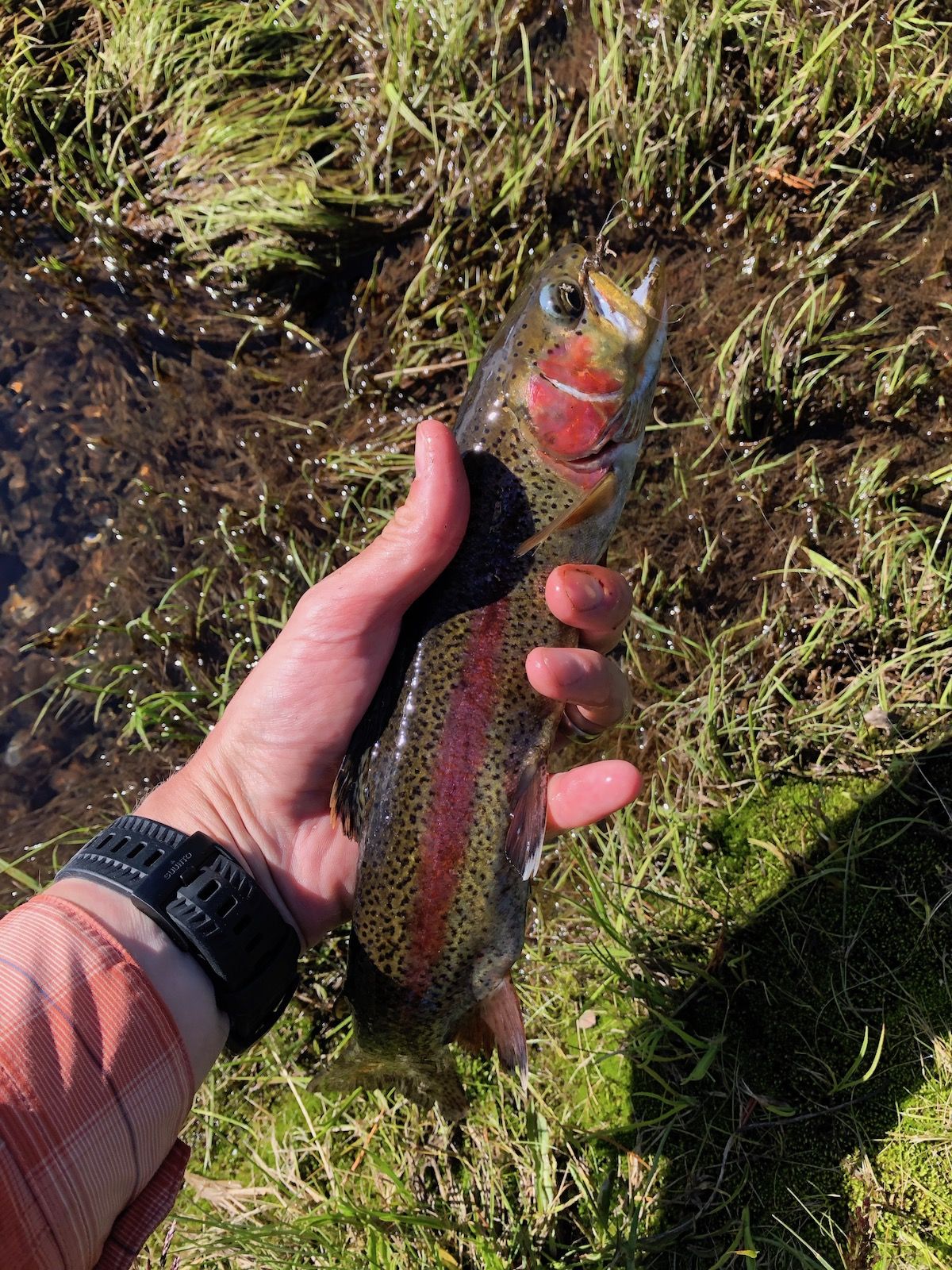 A decent sized rainbow trout from the outlet of Thousand Island Lake.