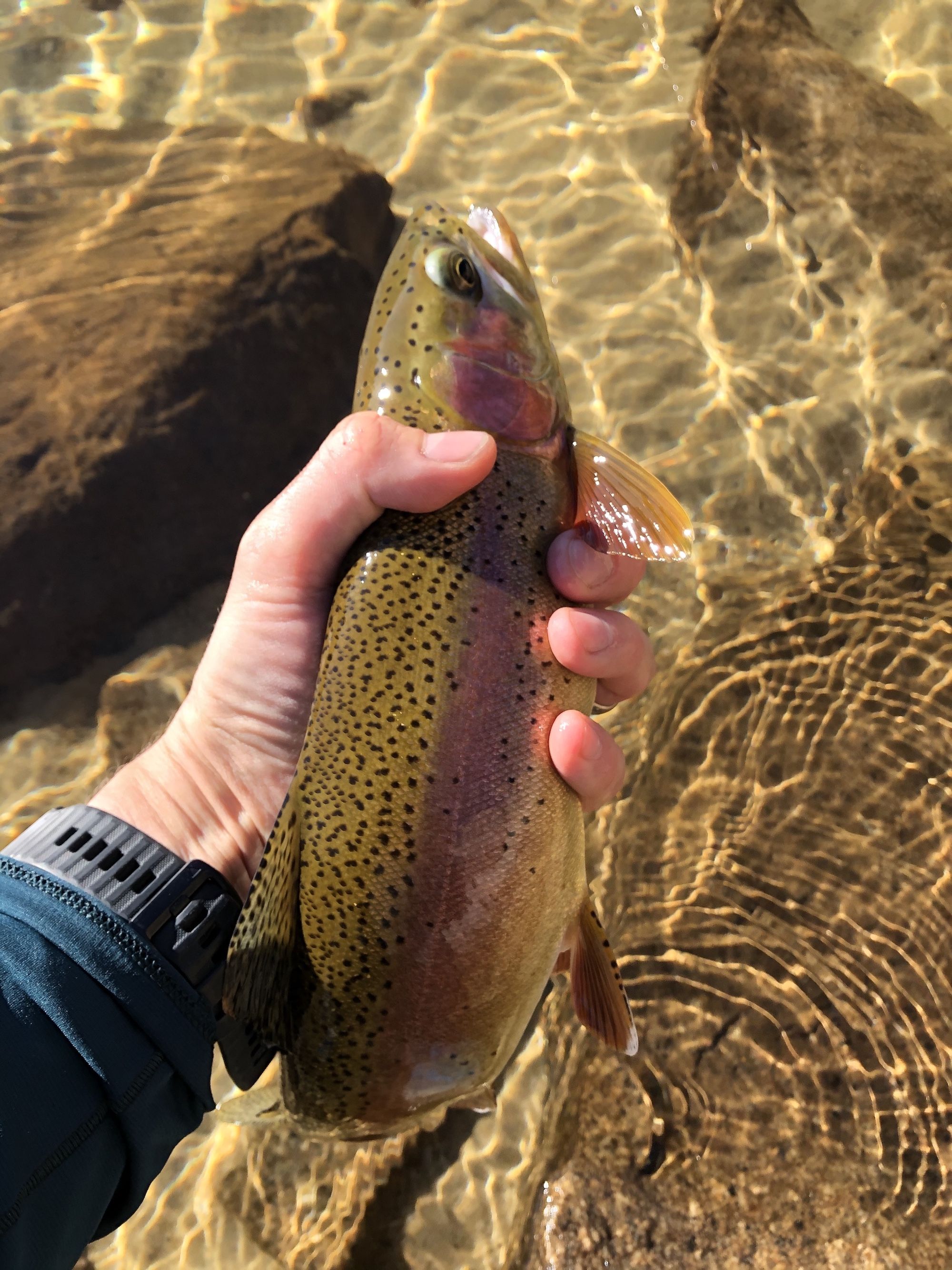 A rainbow trout that is the same color as the bottom of the lake.