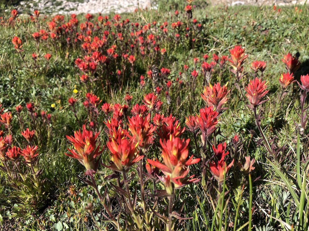 Red Wildflowers.