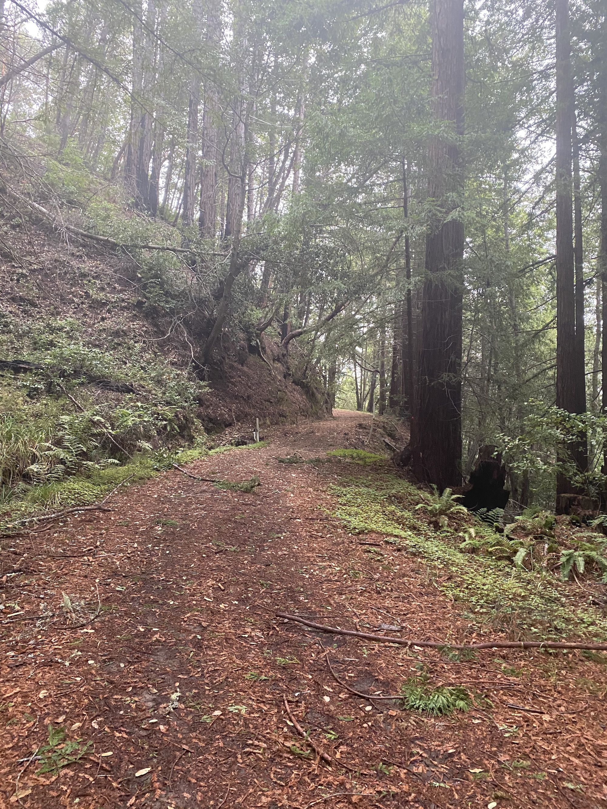 A dirt road running through a redwood forest