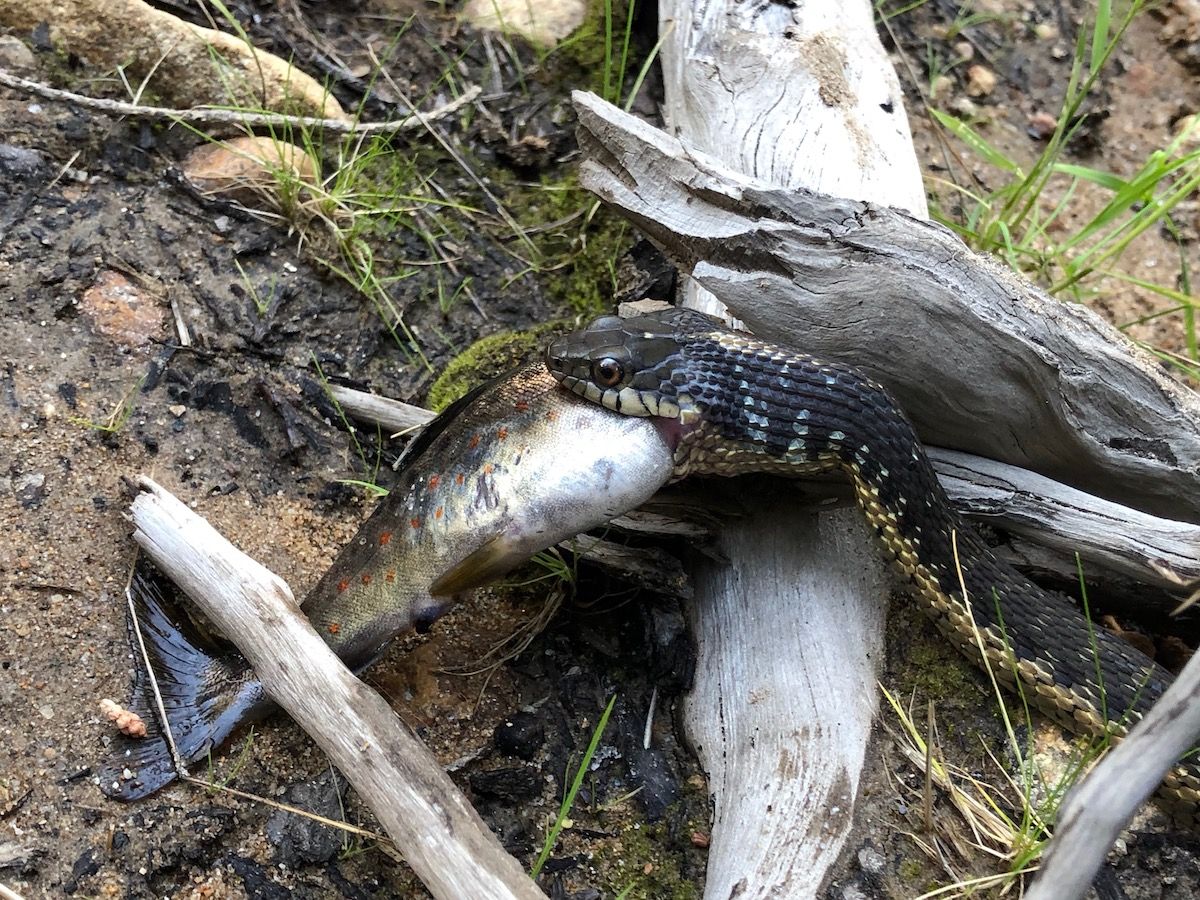 A snake had better luck fishing than I did.