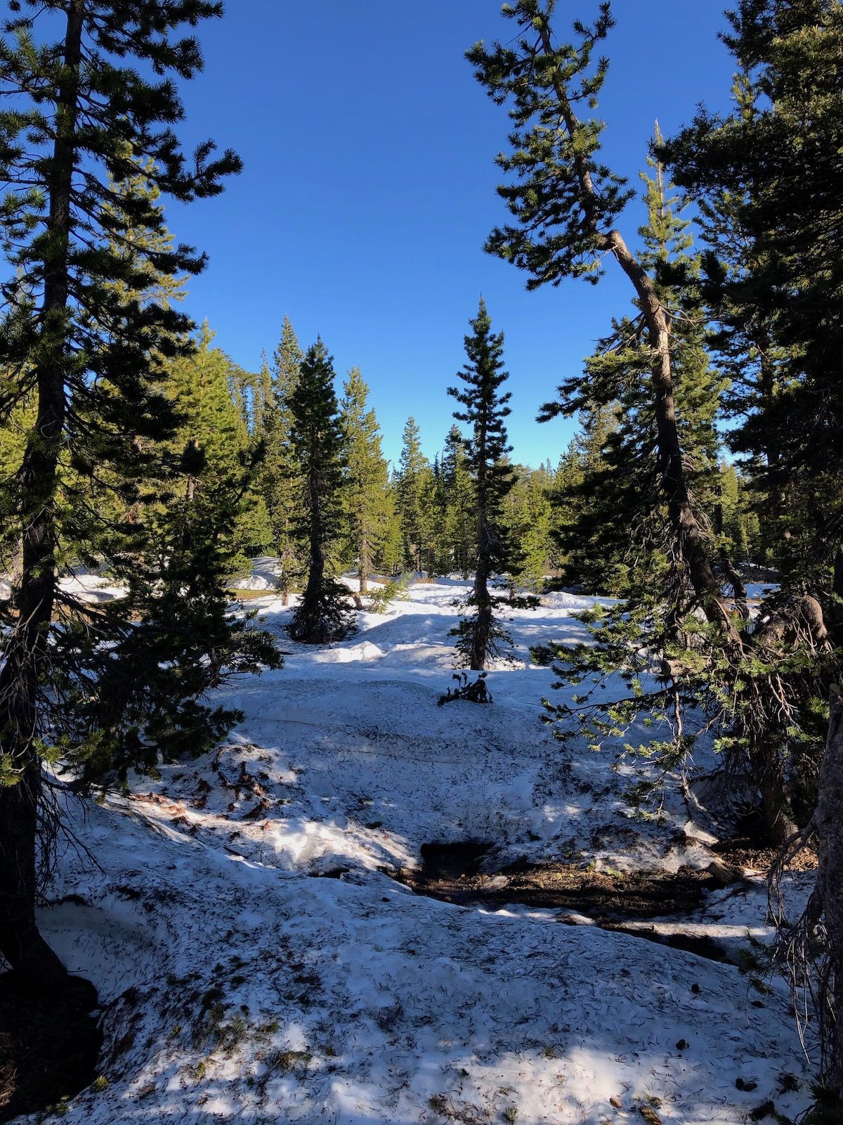 Snow drifts in the forest.