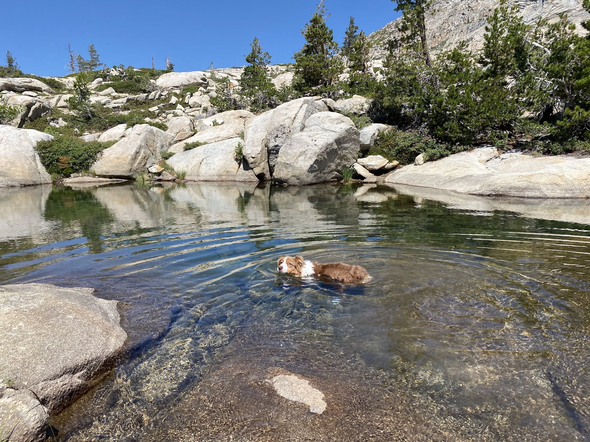 A dog swimming in a lake