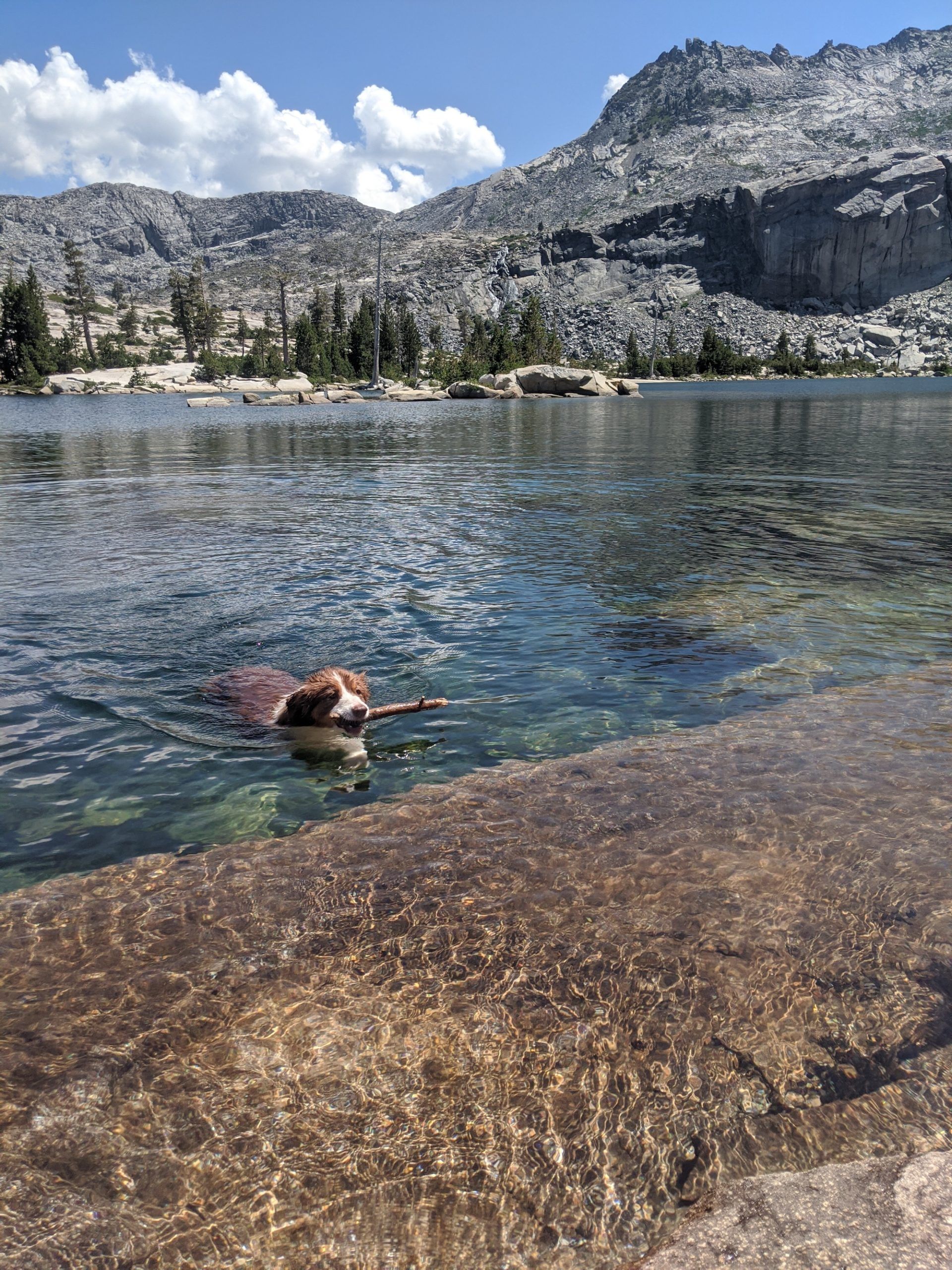 A dog swimming with a stick in its mouth