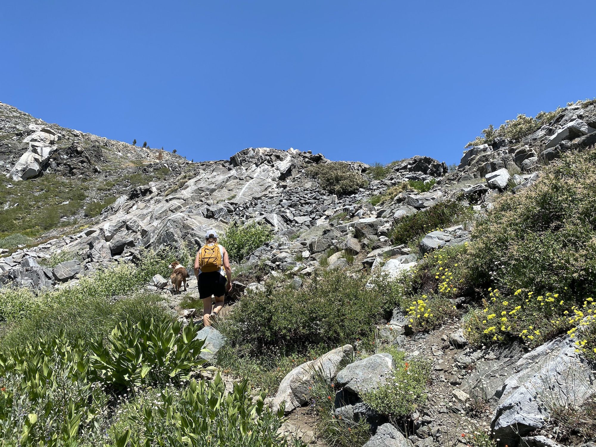 A woman and a dog hiking up a trail towards Island Lake in Desolation Wilderness