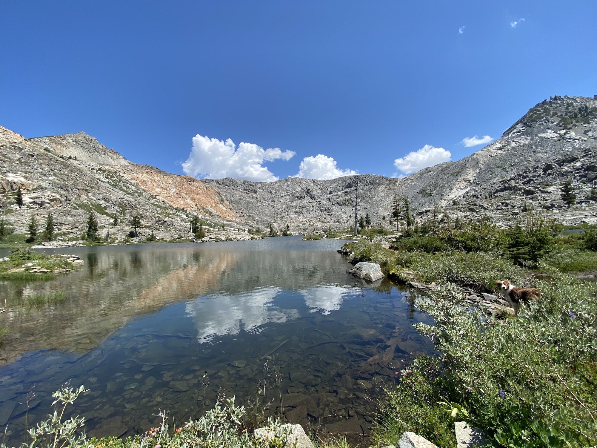 A calm lake with mountains in the background and heavy vegetation along the shore