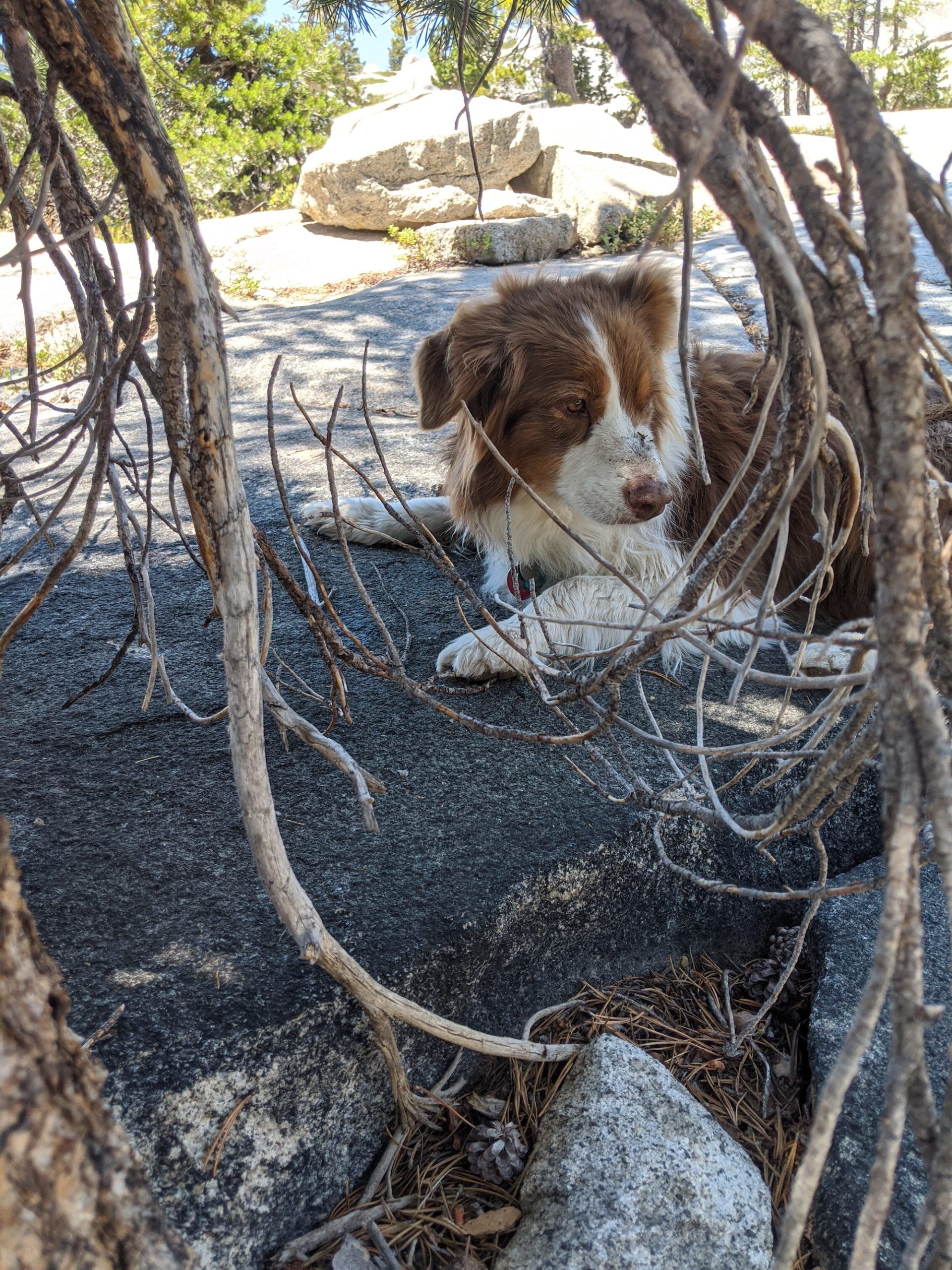 A dog lying in the shade under a tree