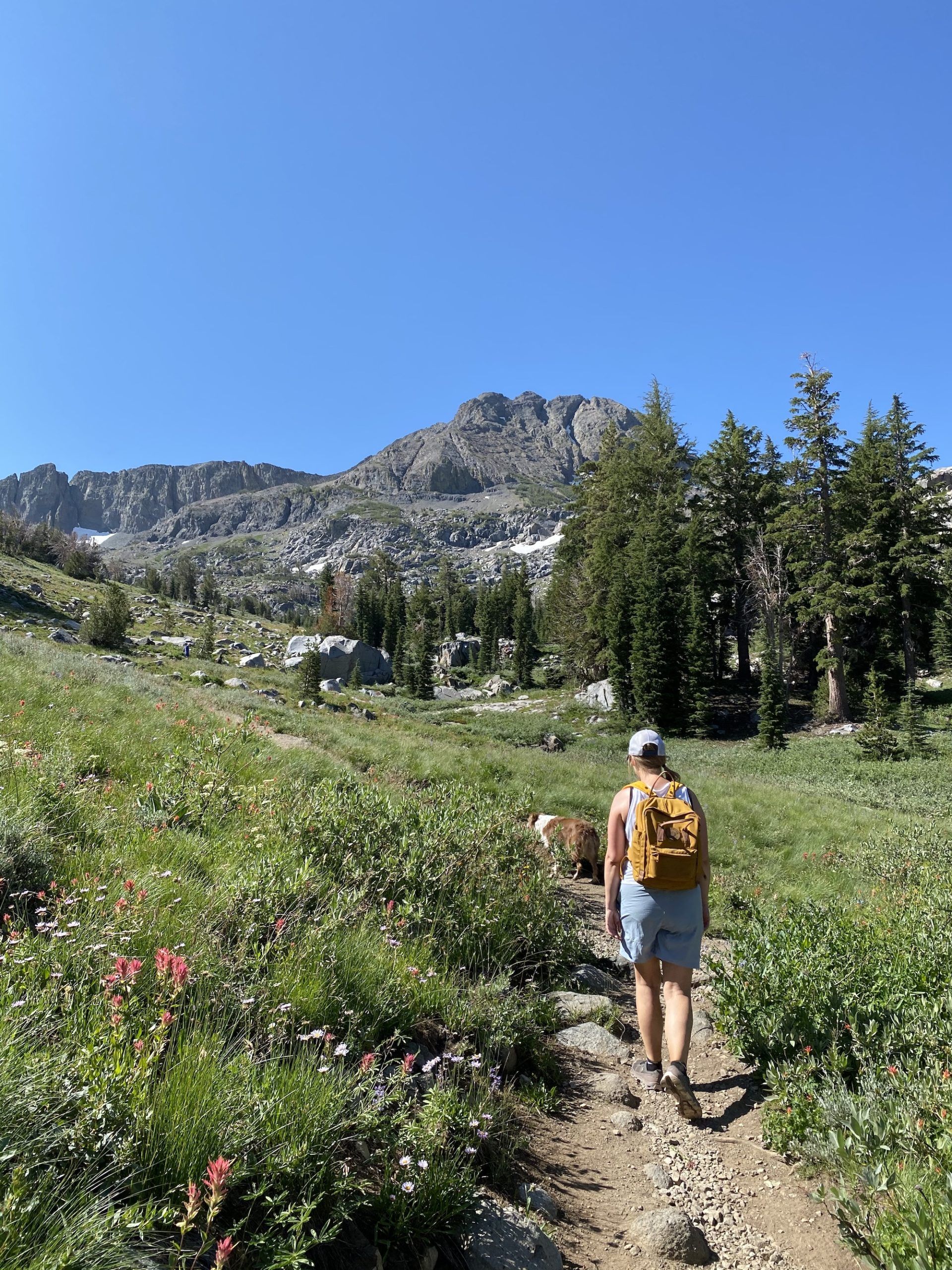 A woman and a dog hiking on a trail through wildflowers