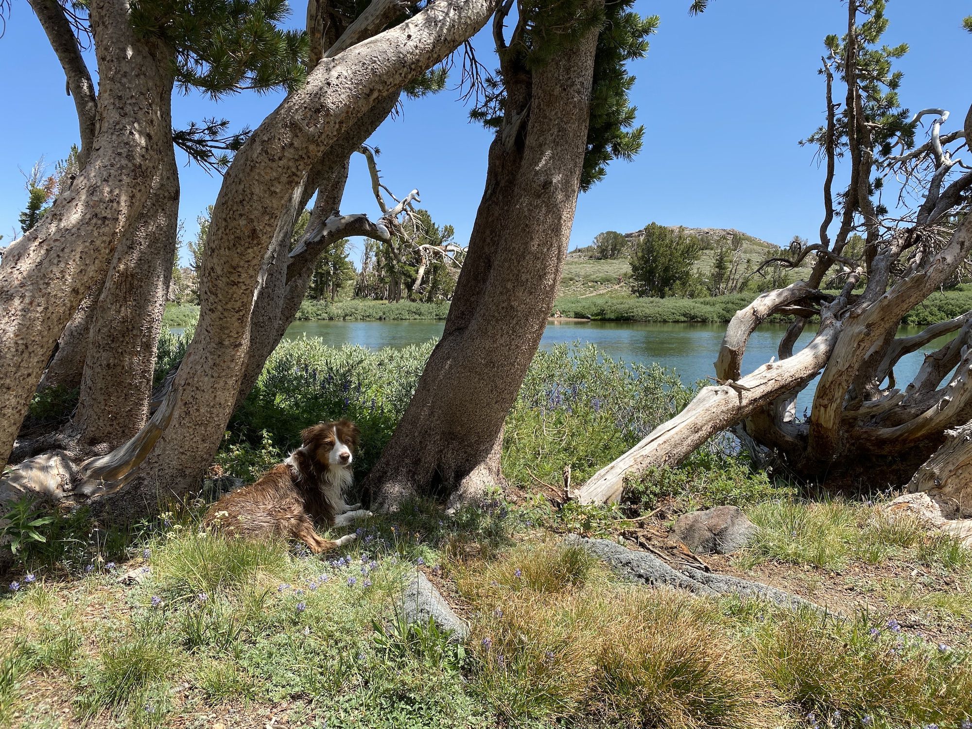 A dog lying in the shade under a tree next to a lake