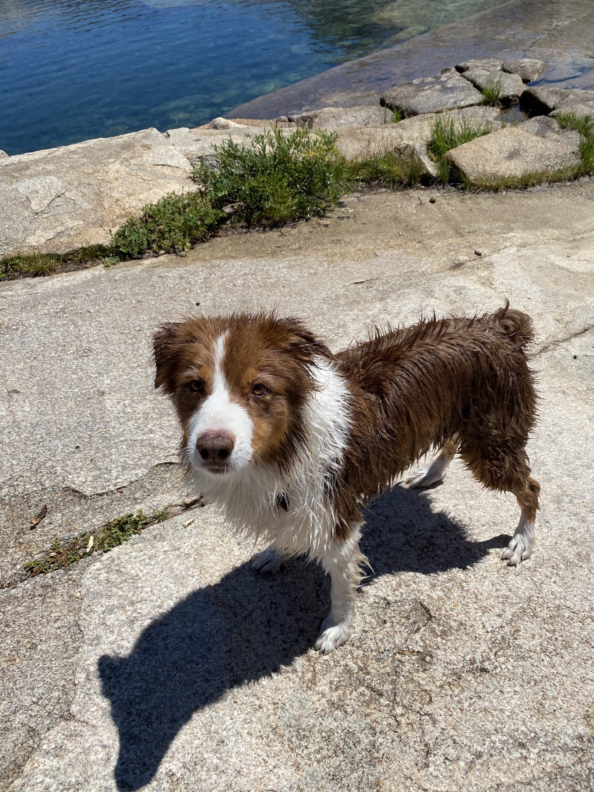 A wet dog standing on a rock