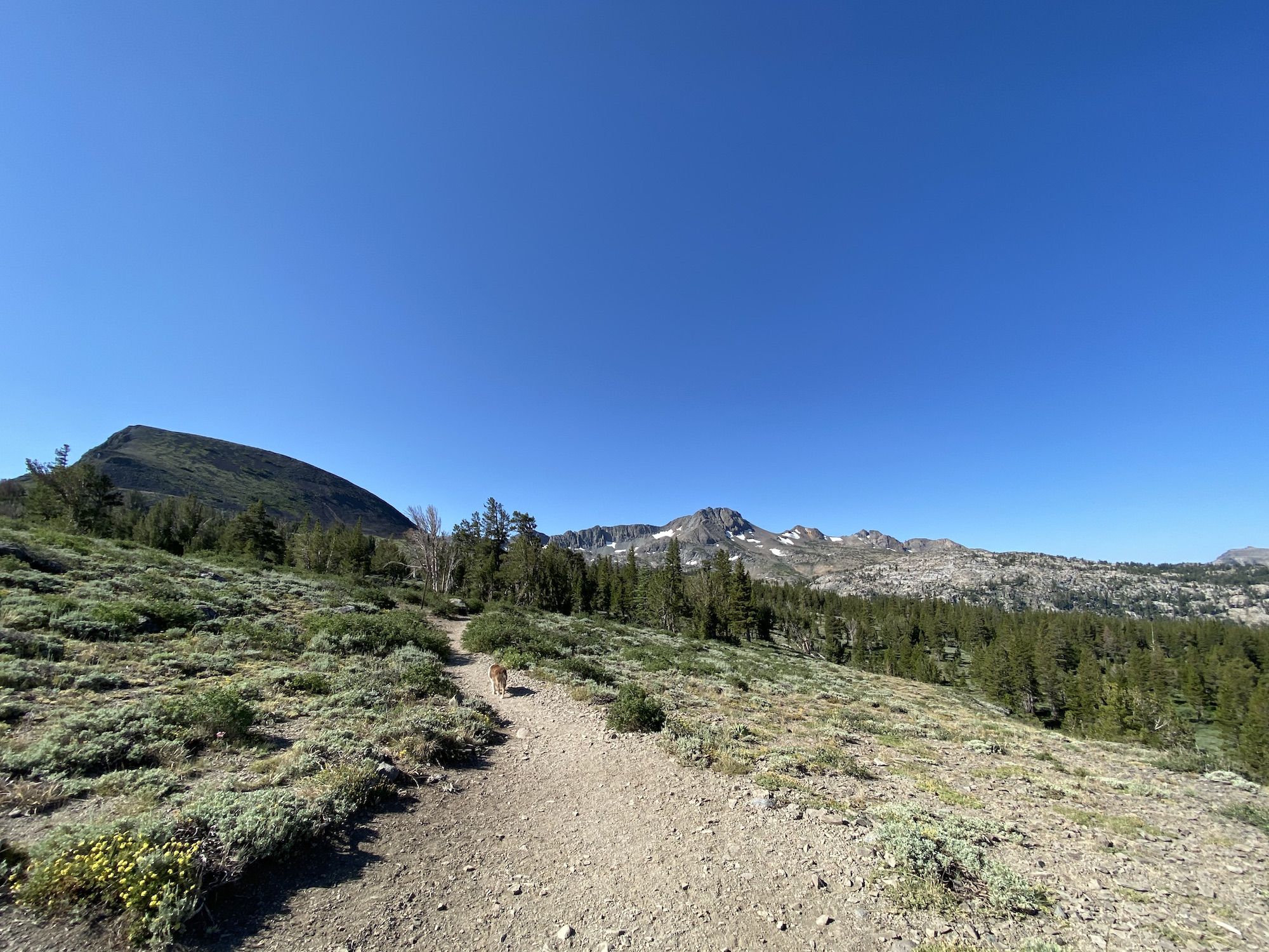 Dog hiking on a trail