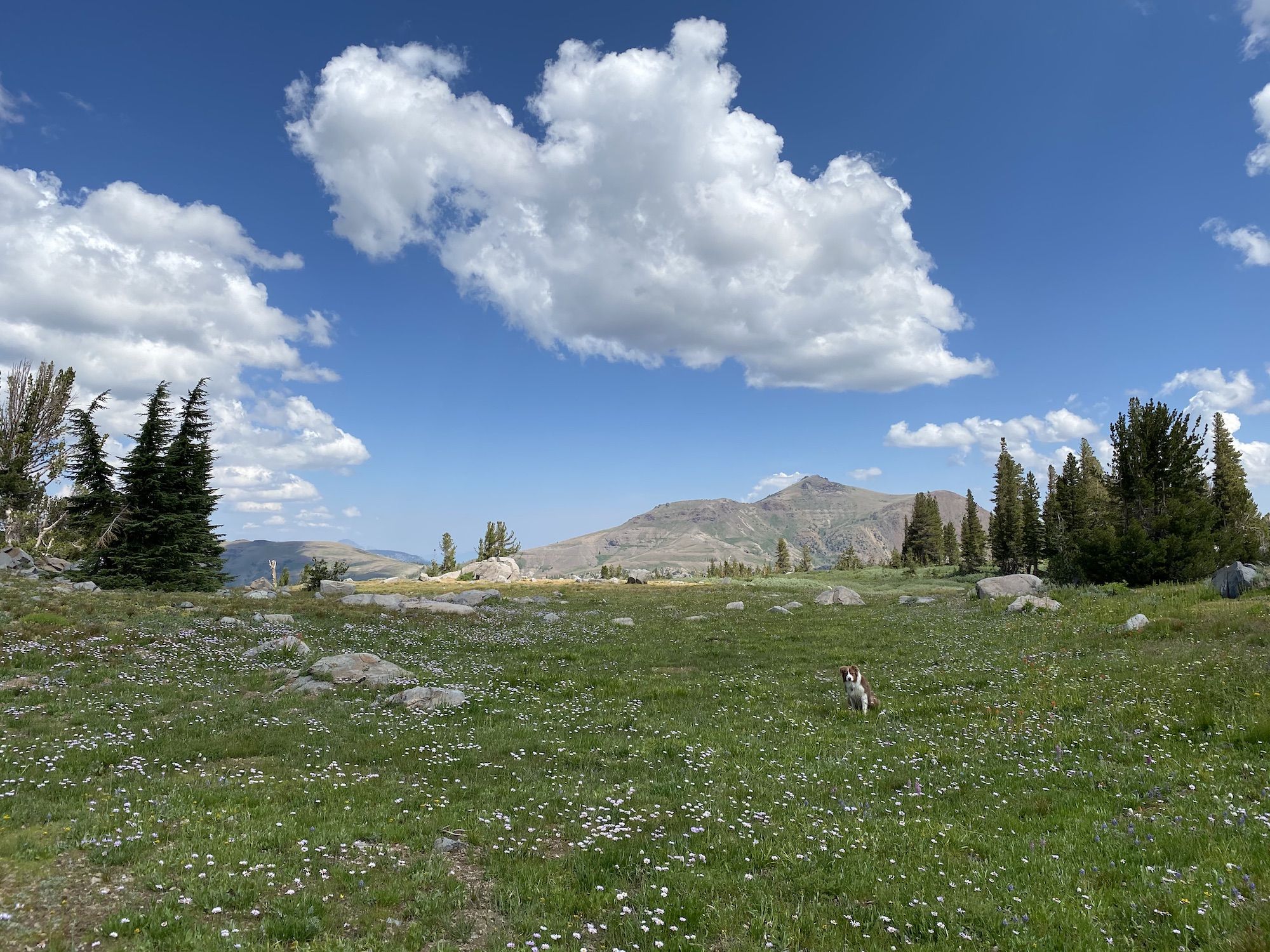 A dog in a meadow on a hike.