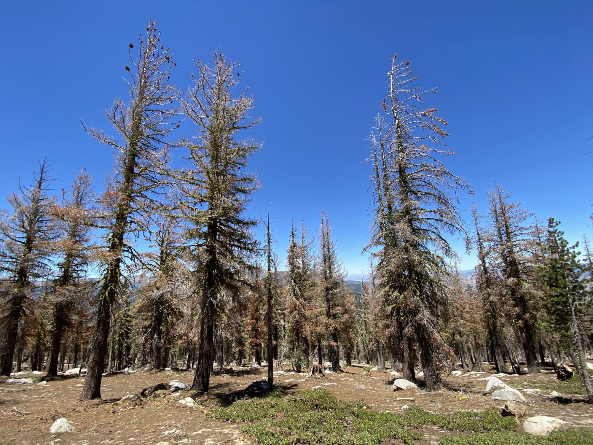 A stand of dead trees