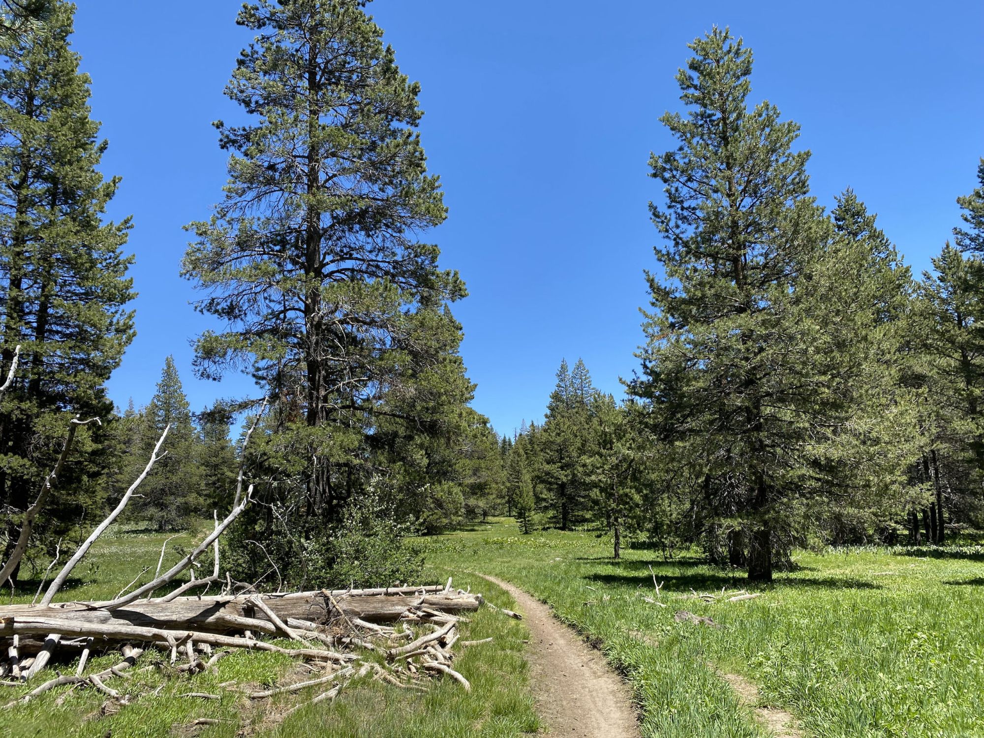 A trail passing through a meadow