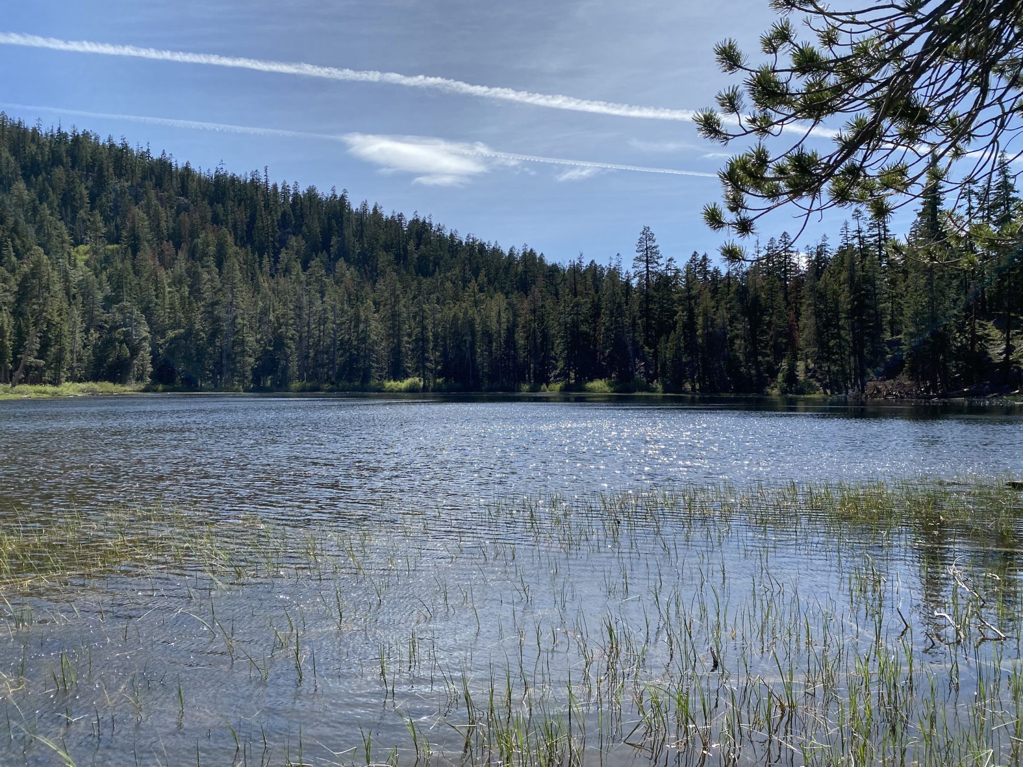 A small lake with reeds 