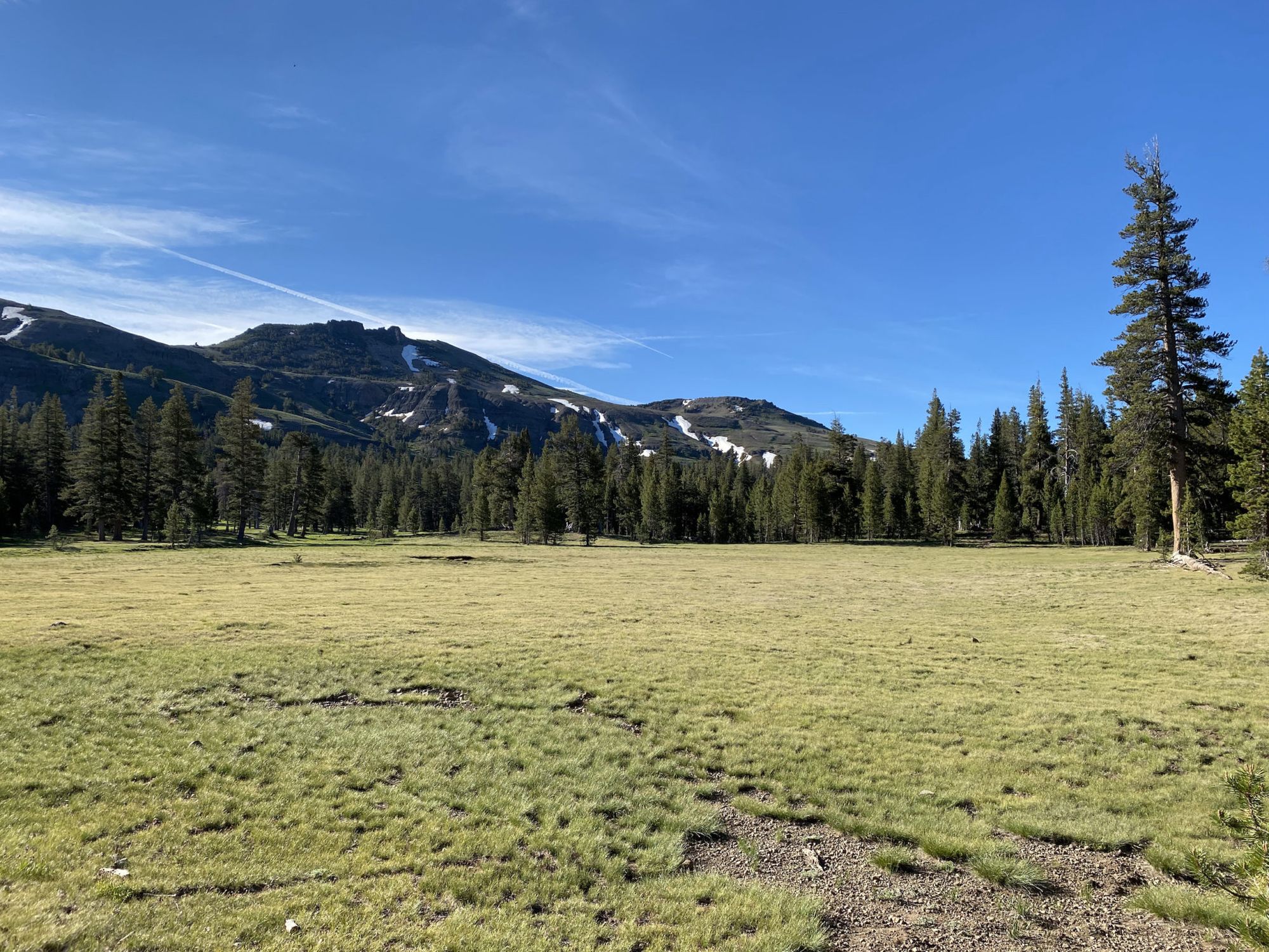 A large meadow with green grass