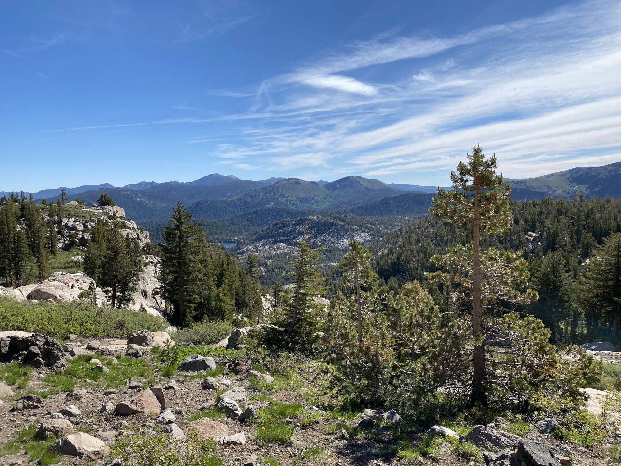 Small pines in the foreground, forested mountains in the background