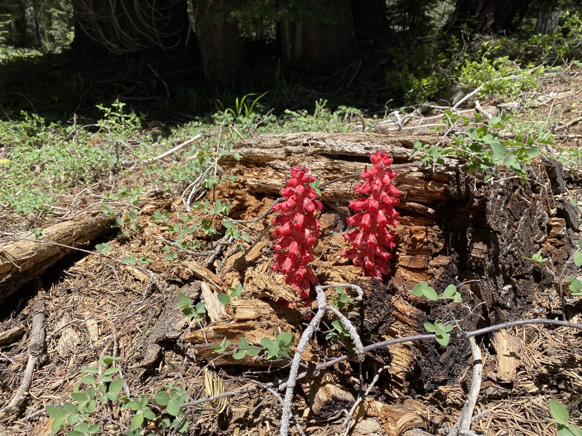 Two red plants growing out of a rotten log