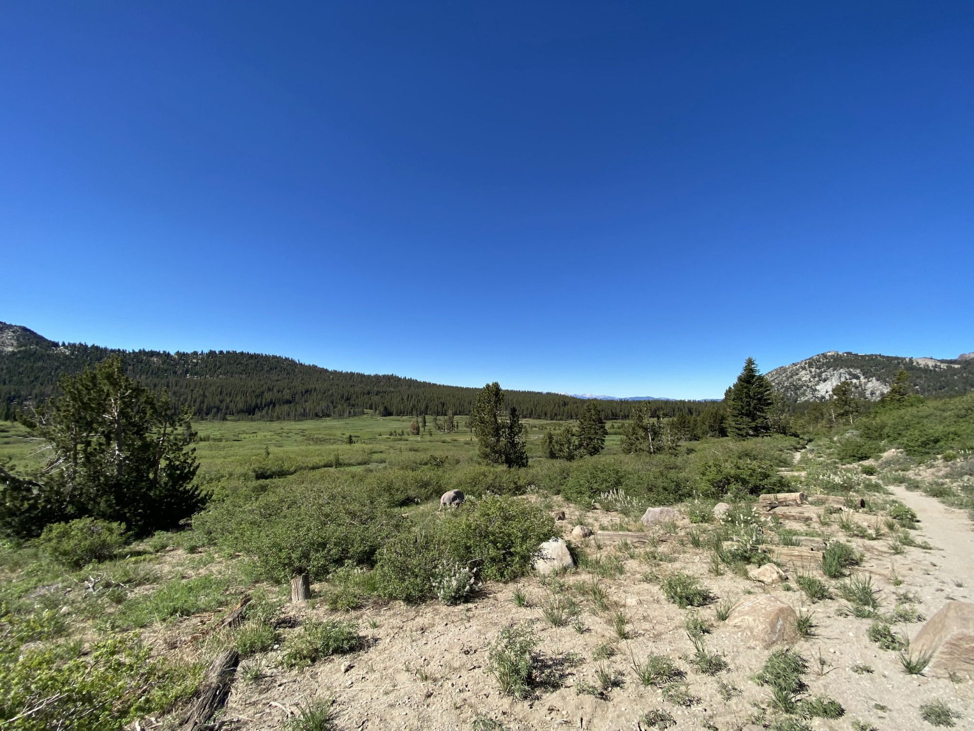 A subalpine meadow