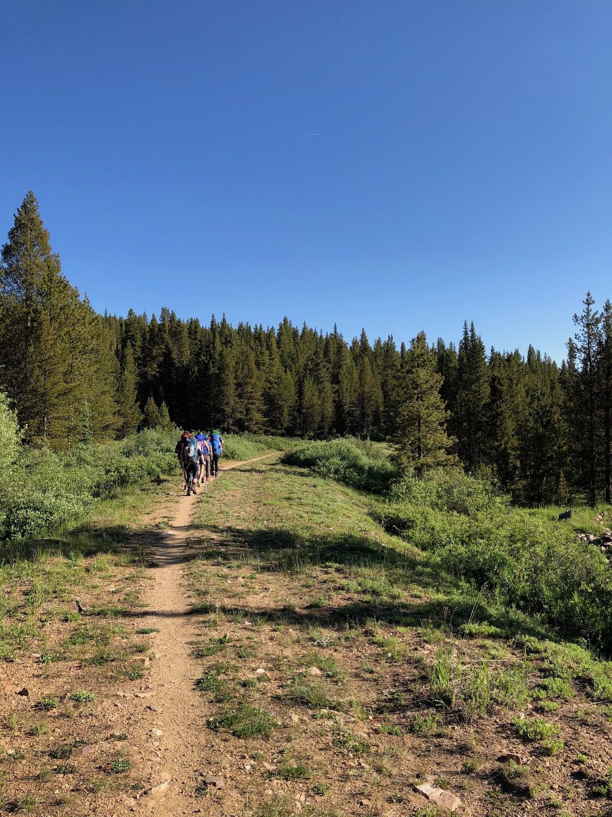 Trail down from Tennessee Pass.