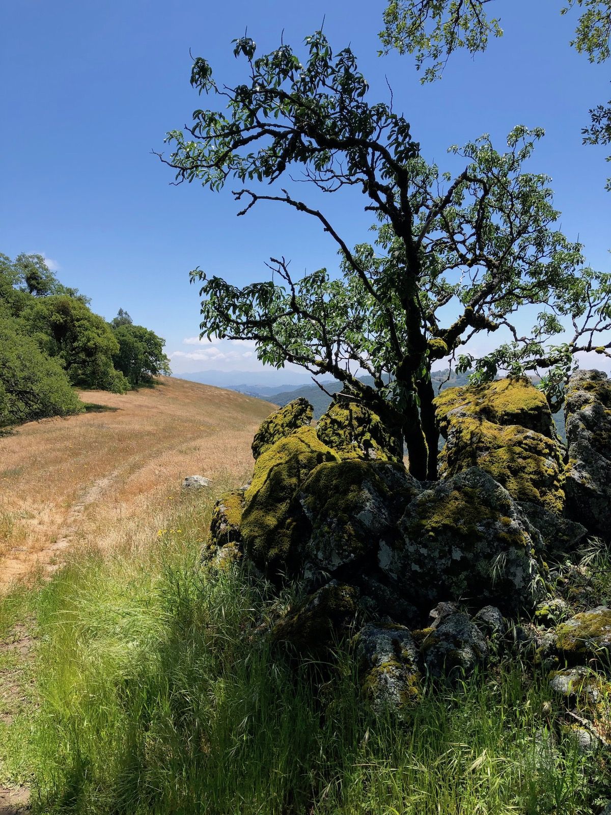 A tree growing out of a rock.