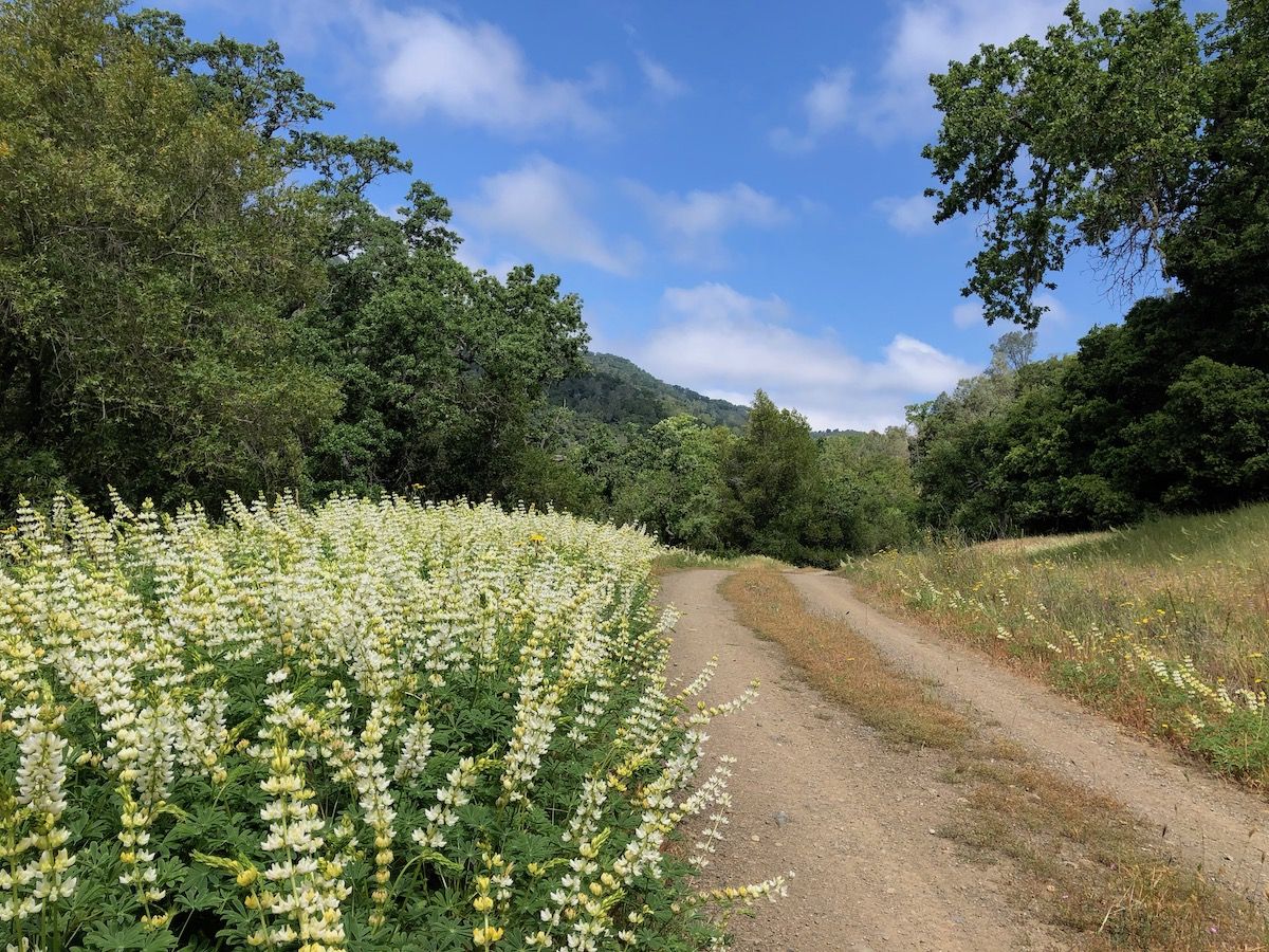 Wildflowers along Coit Road.