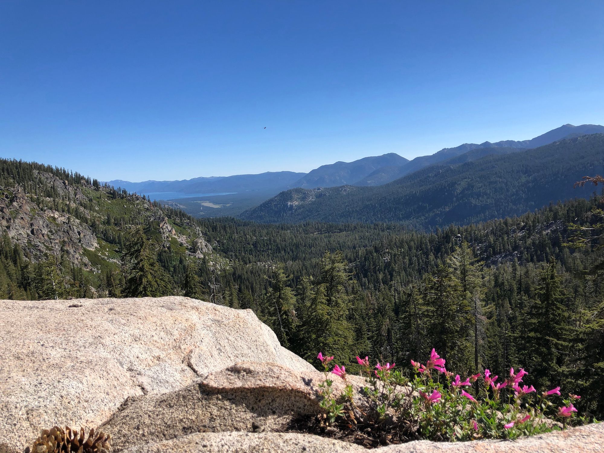 Wildflowers growing on a cliff along the Tahoe Rim Trail