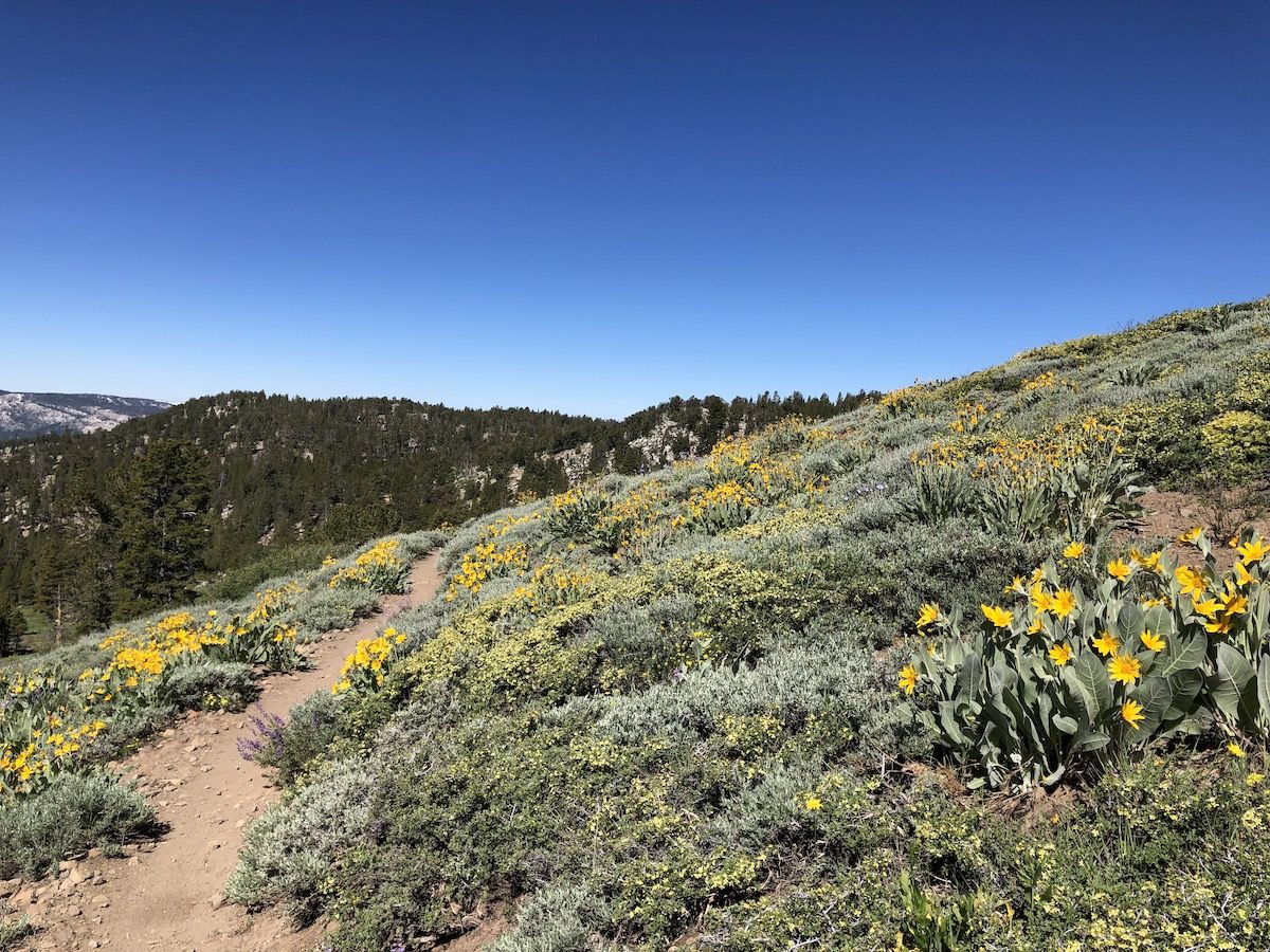 Wildflowers blooming.