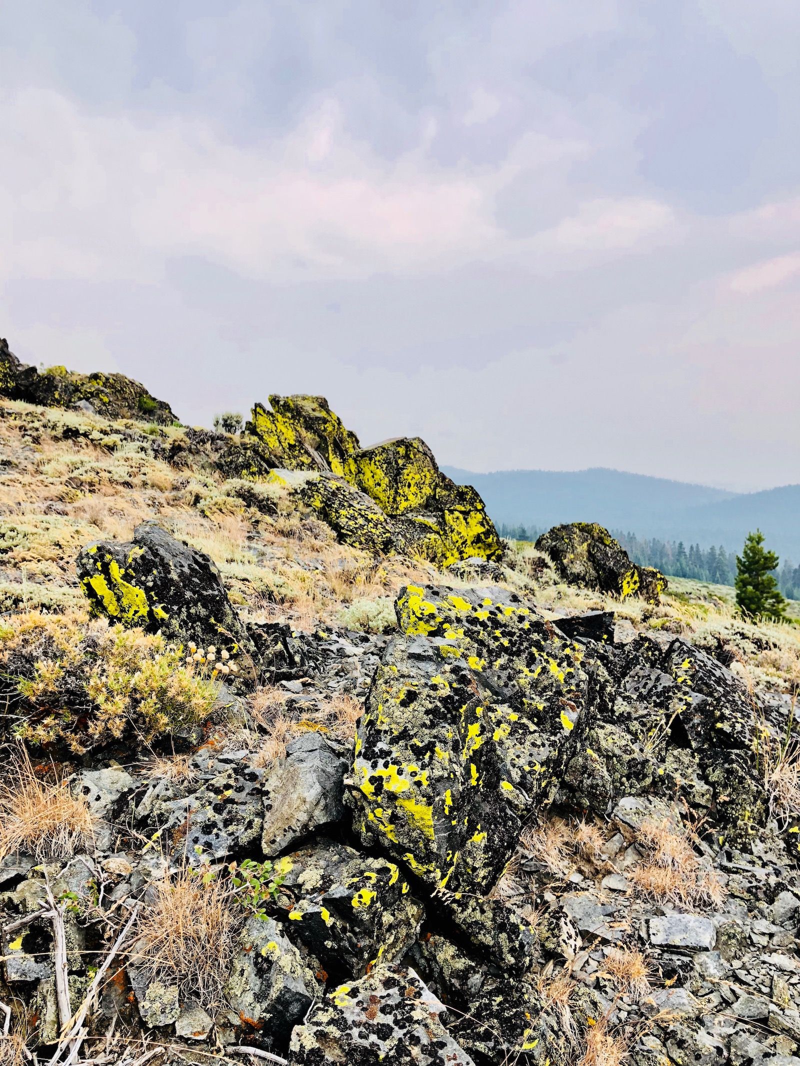 Yellow and black lichen on rocks.