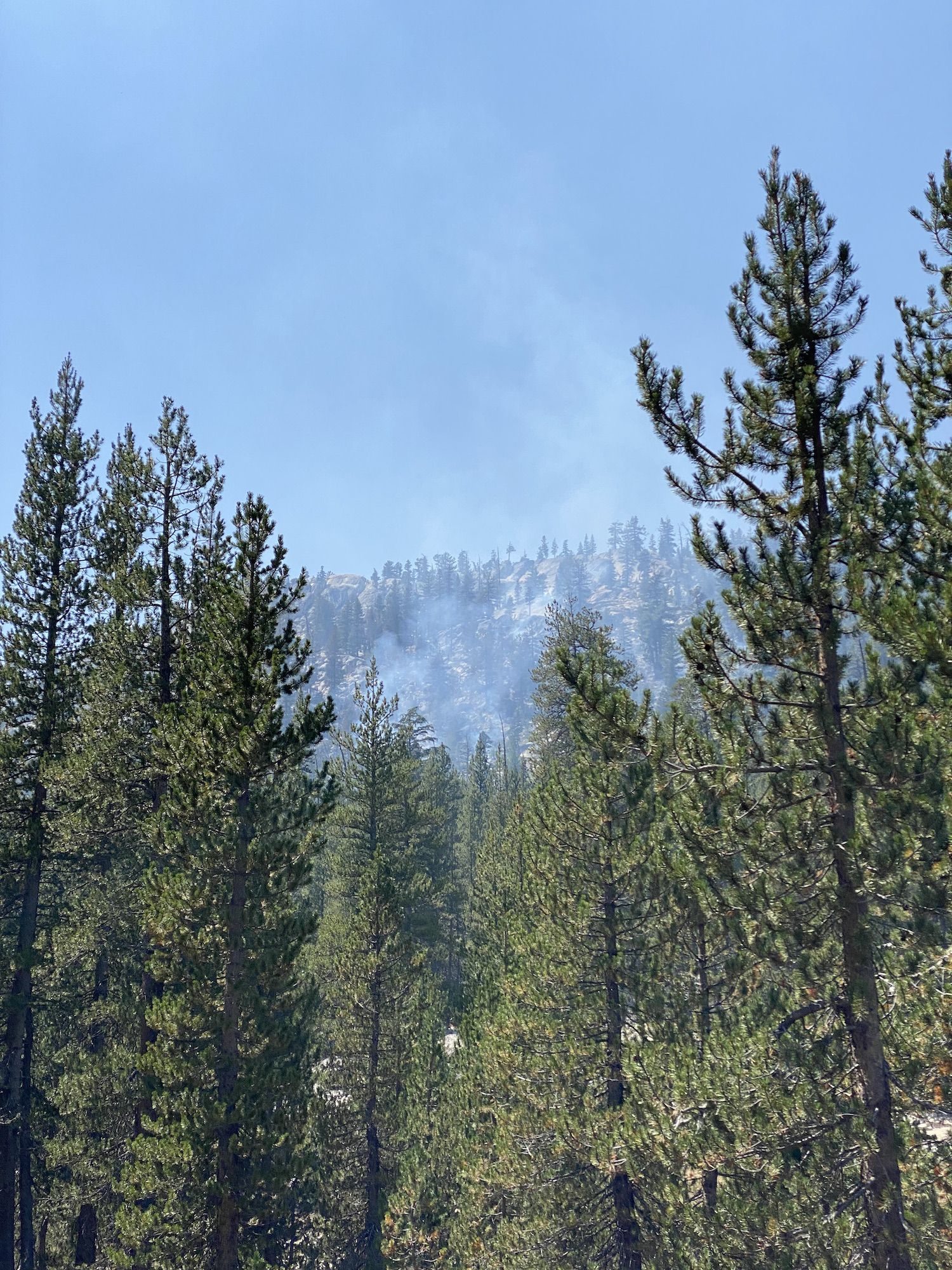 Smoke rising up above pine trees in Yosemite.