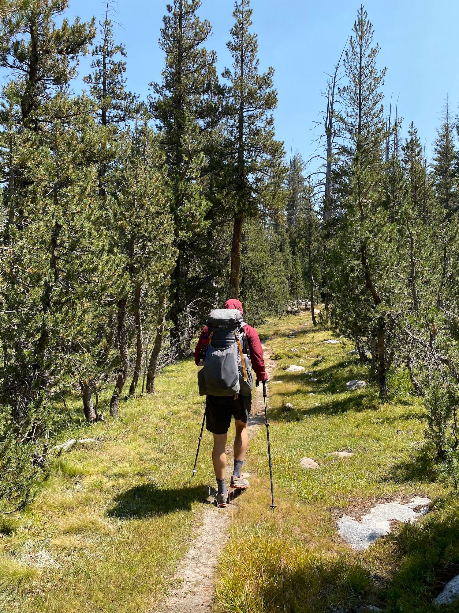 A backpacker walking along a narrow trail with pines on both sides.