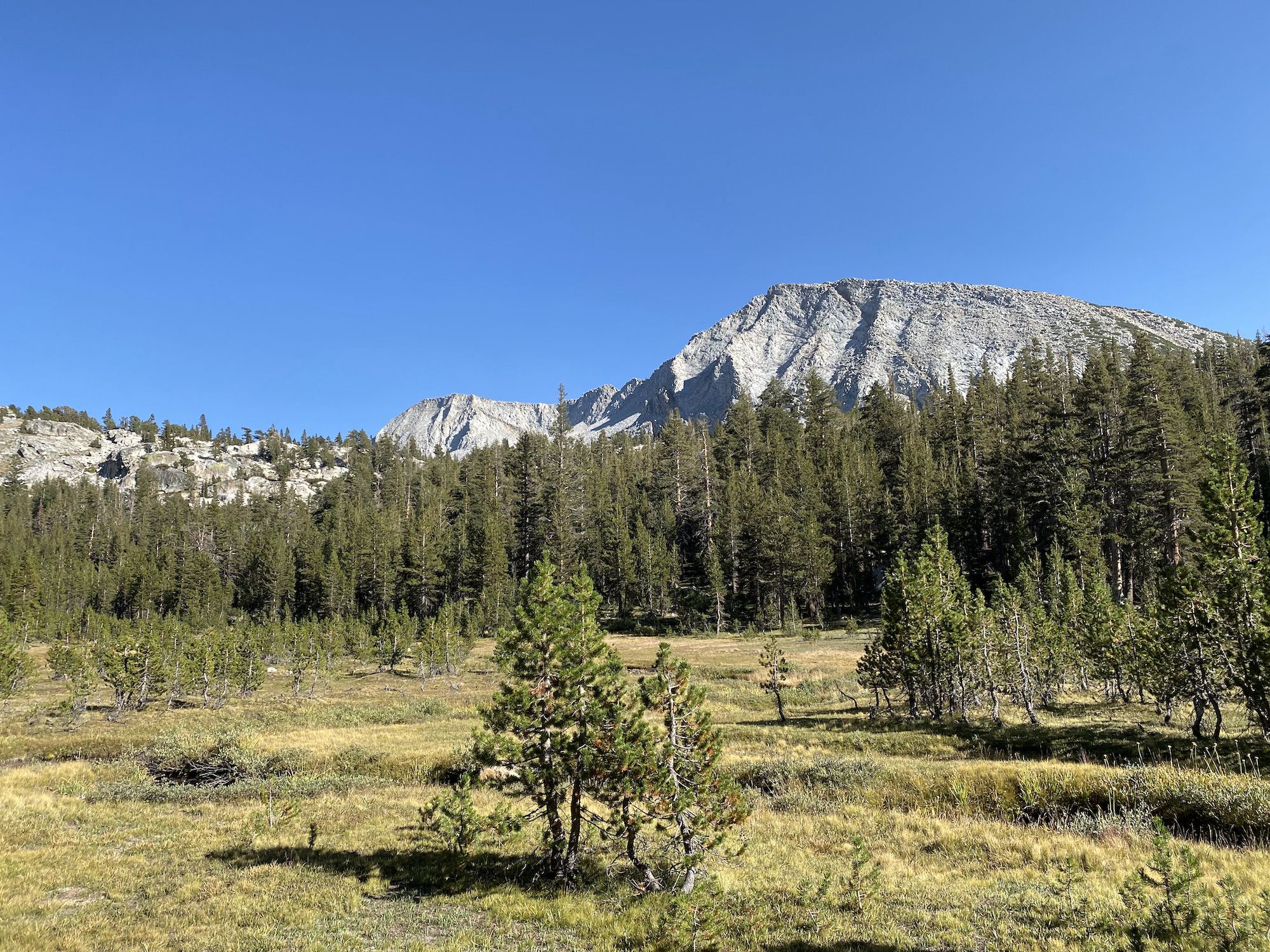 A meadow with small pine trees and large mountains behind.