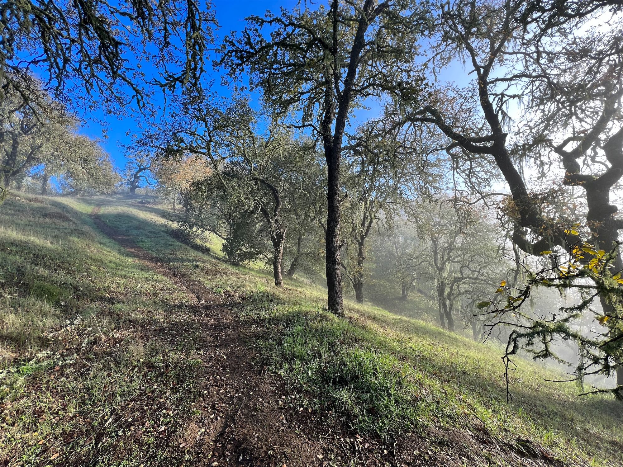 A steep trail through old oak trees.