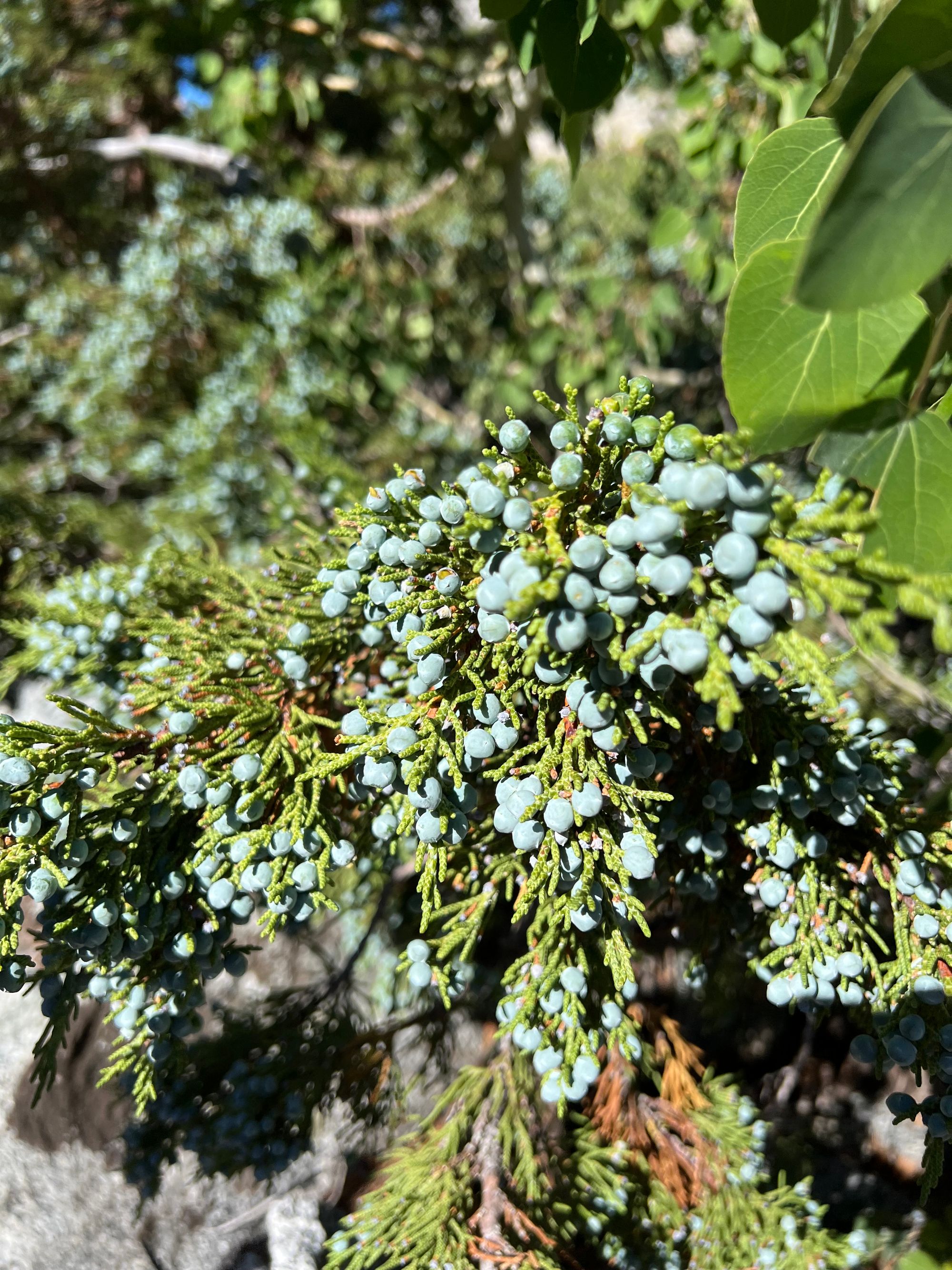A juniper branch with tens of berries.